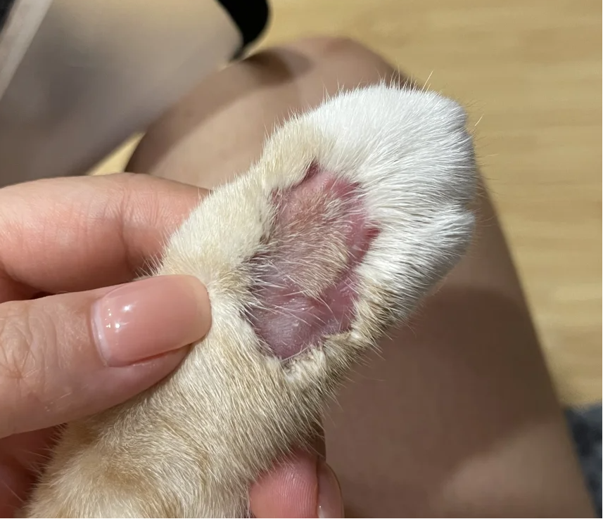 猫咪猫癣化脓怎么处理？别急，这里有详细步骤！