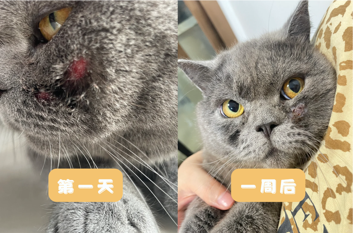 猫咪猫癣化脓怎么处理？别急，这里有详细步骤！