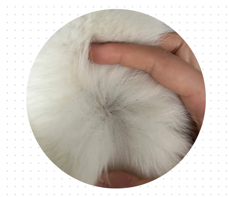 猫咪身上有小疙瘩和结痂，可能是这些皮肤病在作怪！