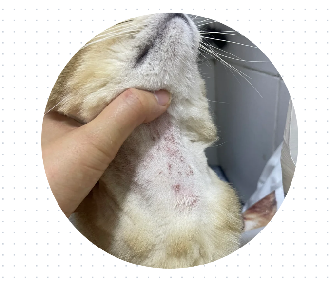 猫咪身上有小疙瘩和结痂，可能是这些皮肤病在作怪！