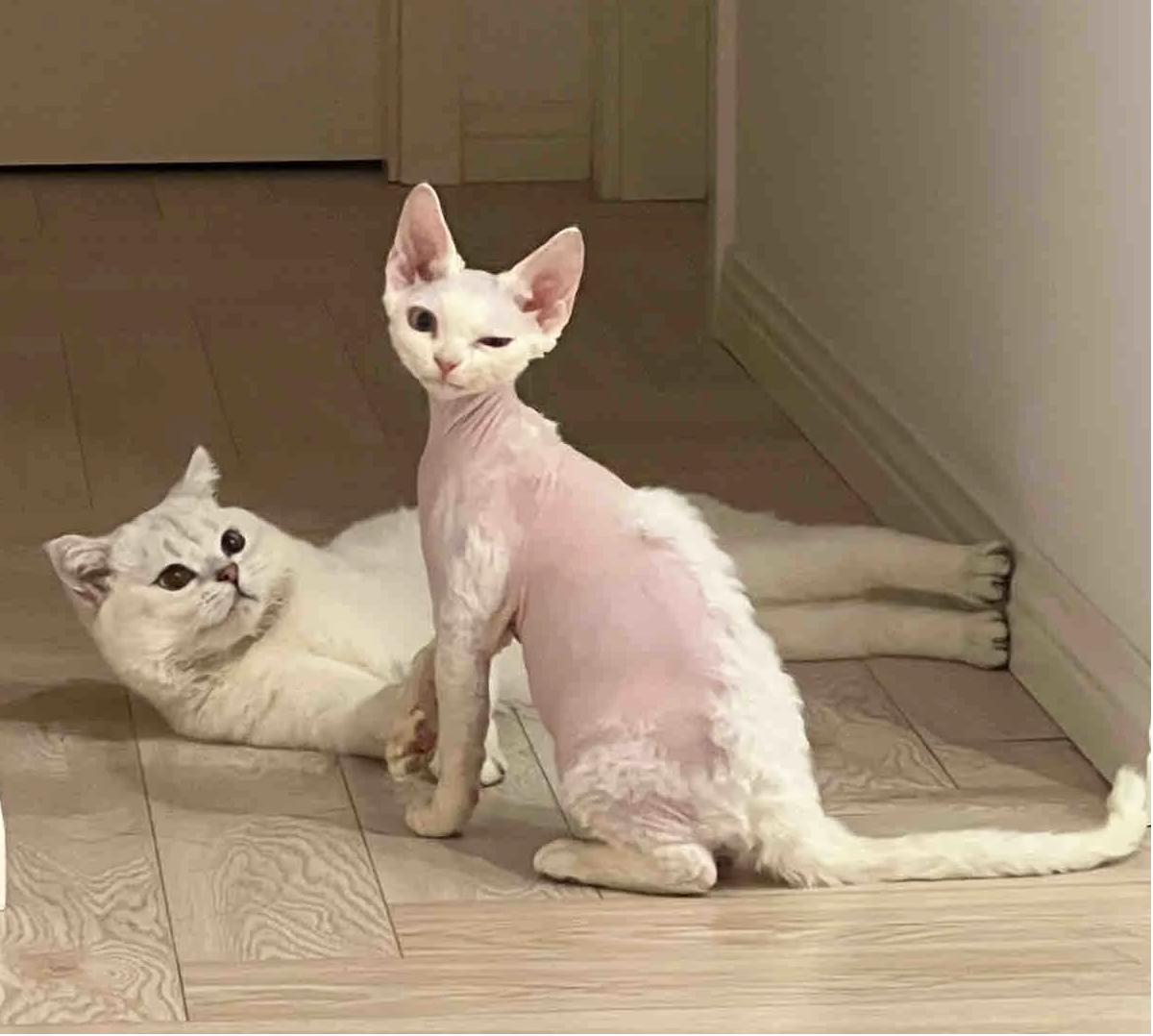 德文猫皮肤病家庭治疗指南，分分钟帮你省下巨款！