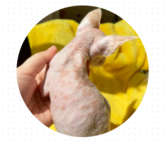 德文猫皮肤病家庭治疗指南，分分钟帮你省下巨款！