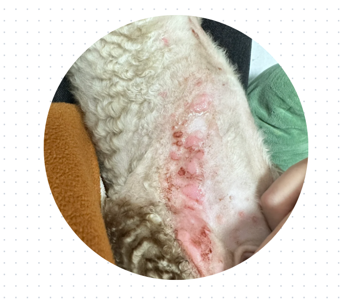 德文猫皮肤病家庭治疗指南，分分钟帮你省下巨款！