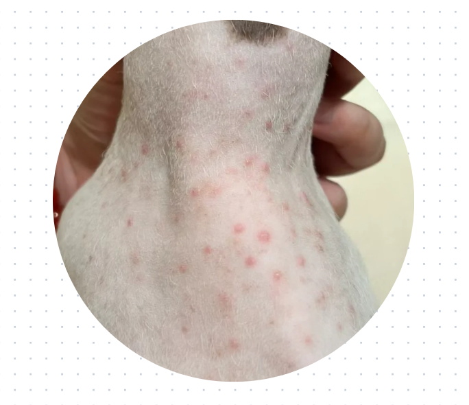 德文猫皮肤病家庭治疗指南，分分钟帮你省下巨款！