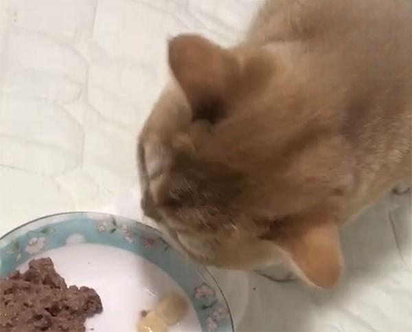 3月大的小奶猫感染猫瘟已恢复