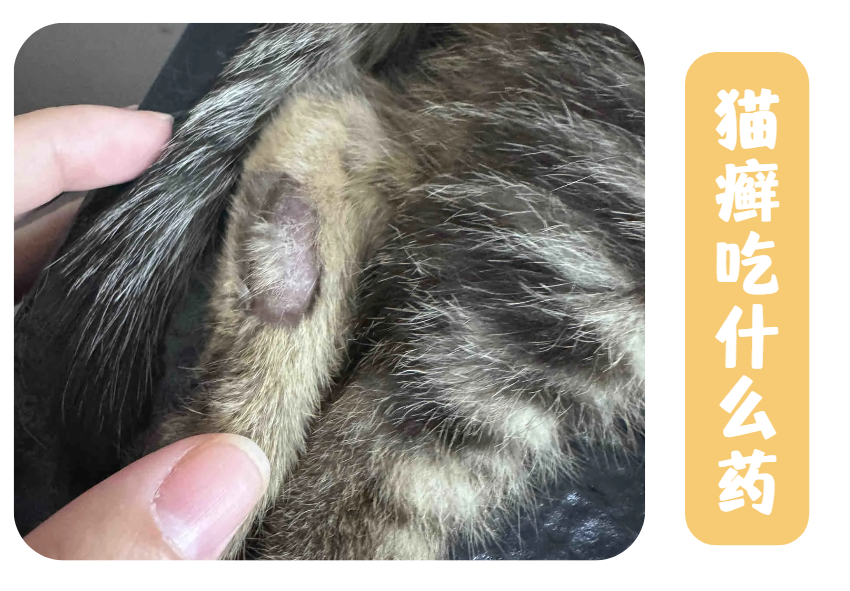 猫咪得猫癣吃什么药？伊曲康唑效果好吗？