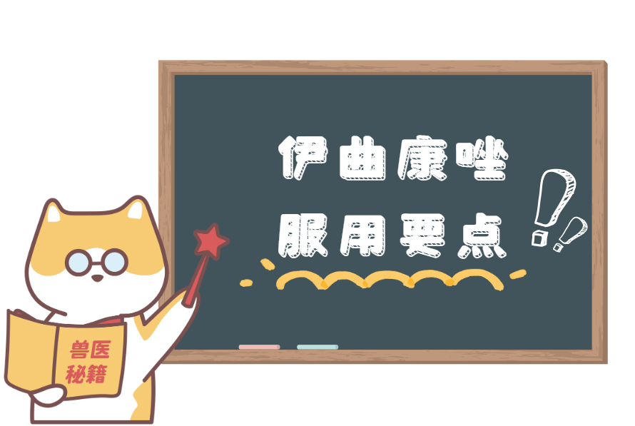 猫咪得猫癣吃什么药？伊曲康唑效果好吗？