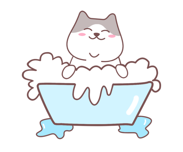 猫咪得猫癣吃什么药？伊曲康唑效果好吗？