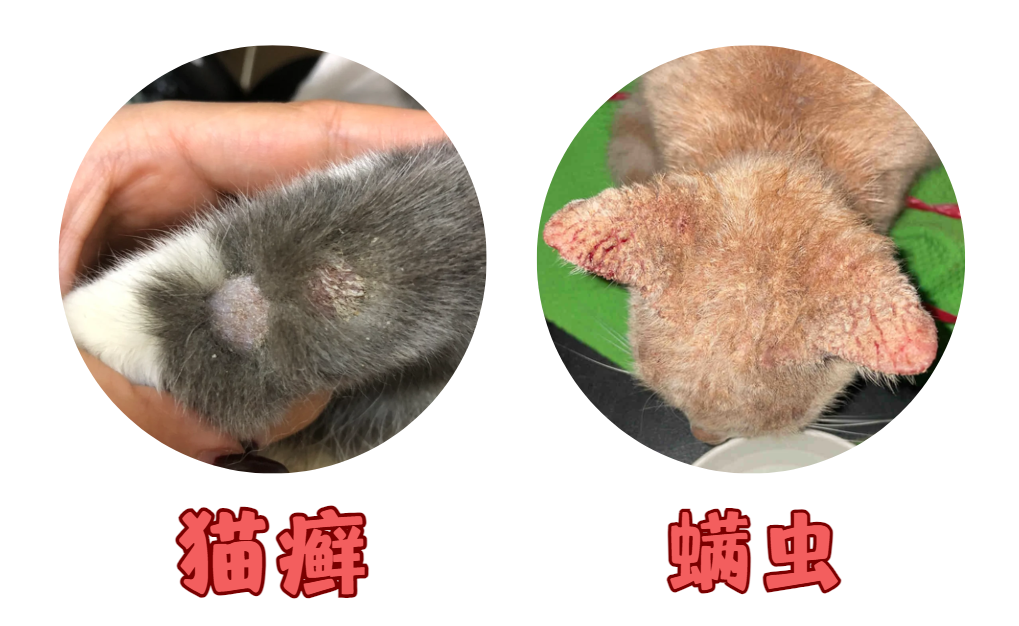 猫癣、螨虫，傻傻分不清楚？教你快速区分&amp;治疗！