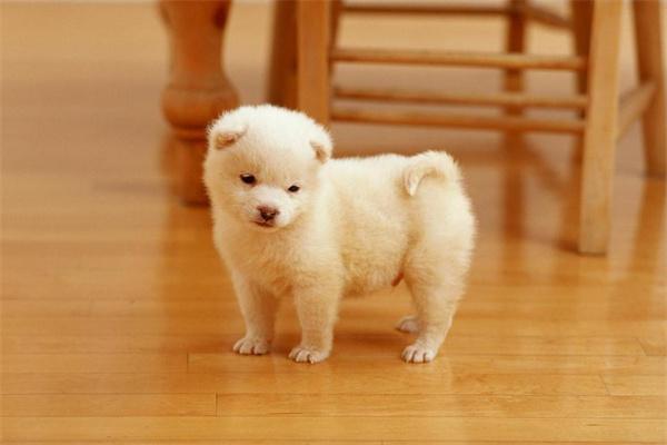 狗狗胆小怕人怎么办？