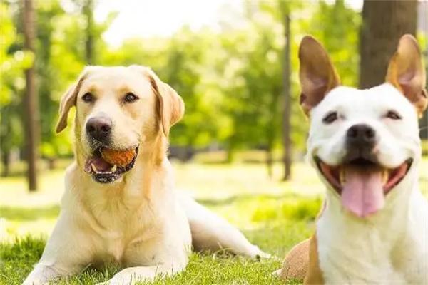 为什么说养狗不养双？