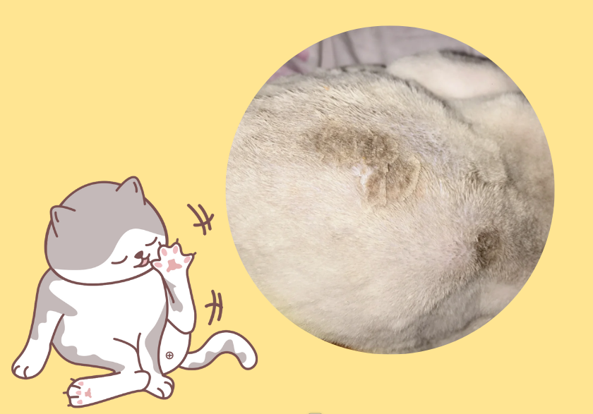 猫咪皮肤病结痂了怎么办？要抠掉吗？