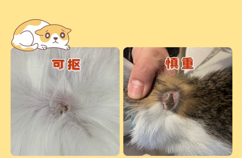 猫咪皮肤病结痂了怎么办？要抠掉吗？