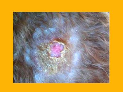 揭秘狗狗皮肤结痂硬块：常见皮肤病大盘点