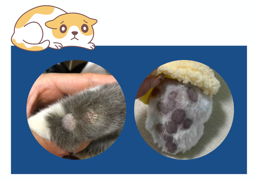 猫癣一般用什么治？介绍几种平价好用的药！