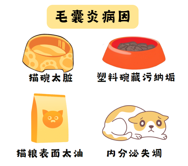 怎么分辨猫下巴嘴边是猫癣还是毛囊炎？这里有对照图！