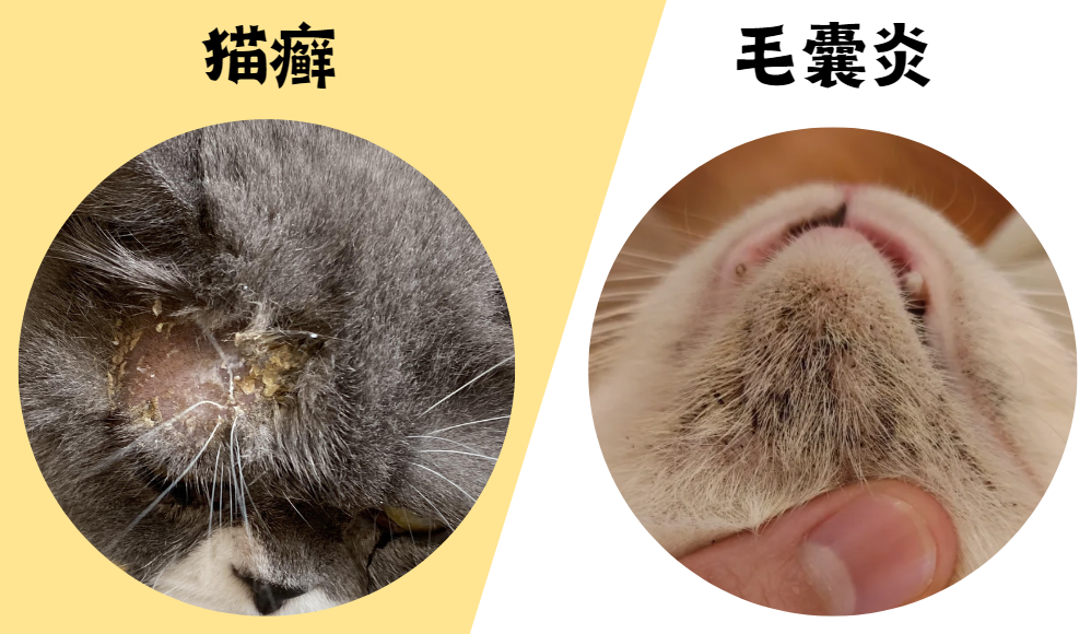 怎么分辨猫下巴嘴边是猫癣还是毛囊炎？这里有对照图！
