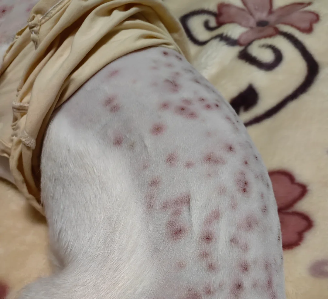 小鹿犬头上长很多小疙瘩怎么回事？