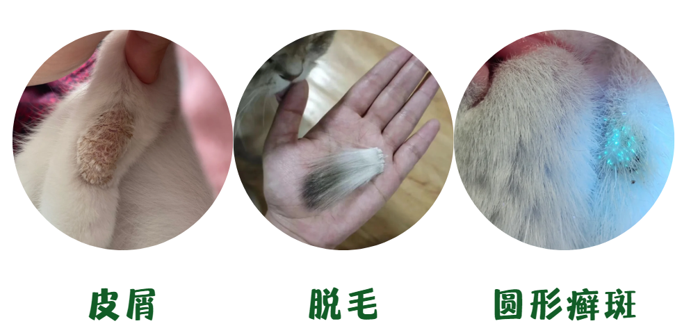 猫癣皮肤红肿怎么办？5个治疗步骤，一步都不能少！