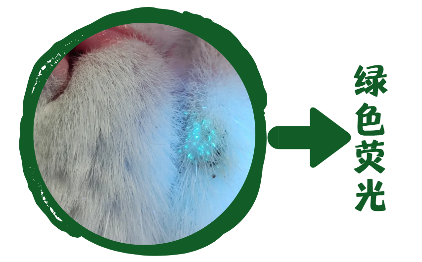 猫癣皮肤红肿怎么办？5个治疗步骤，一步都不能少！