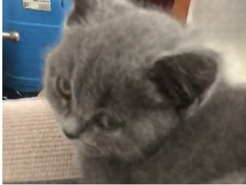 3月大的猫咪感染猫瘟痊愈