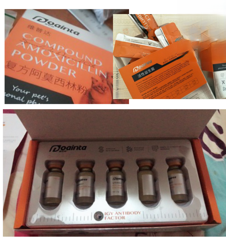 3月大的猫咪感染猫瘟痊愈