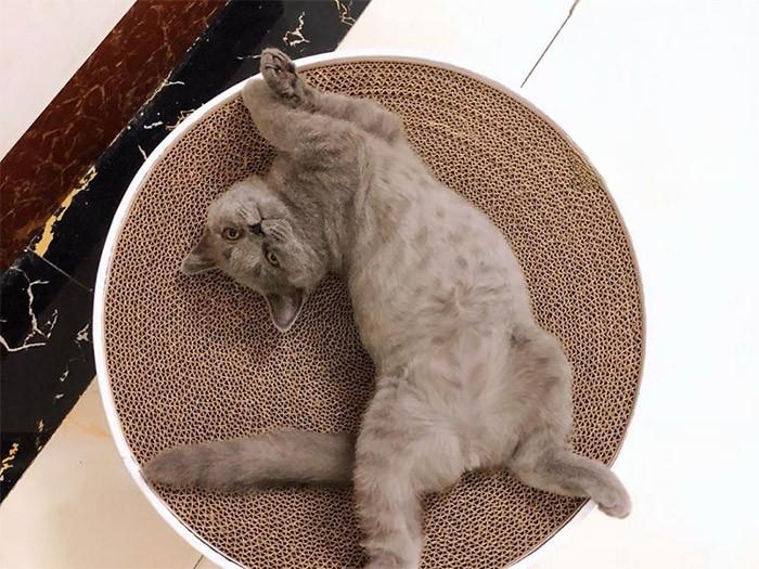 3月大的猫咪感染猫瘟痊愈