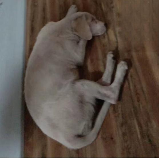 流浪狗狗感染皮肤病痊愈