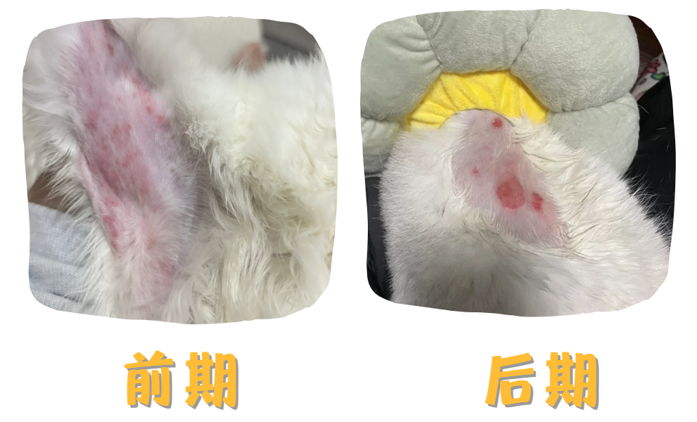 急急急！猫咪身上长湿疹如何去除？