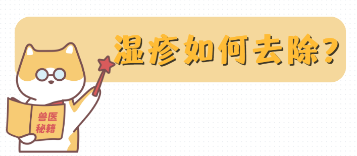 急急急！猫咪身上长湿疹如何去除？