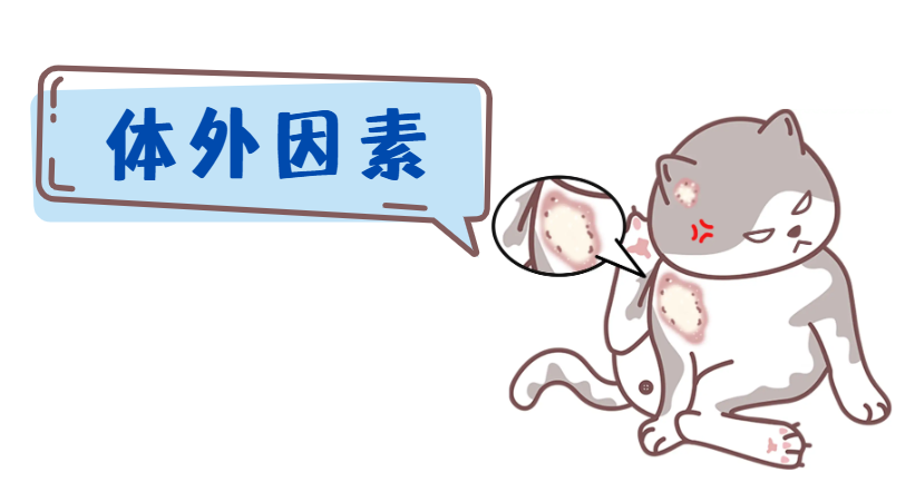 猫为什么反反复复长猫癣？原因竟然是&hellip;&hellip;