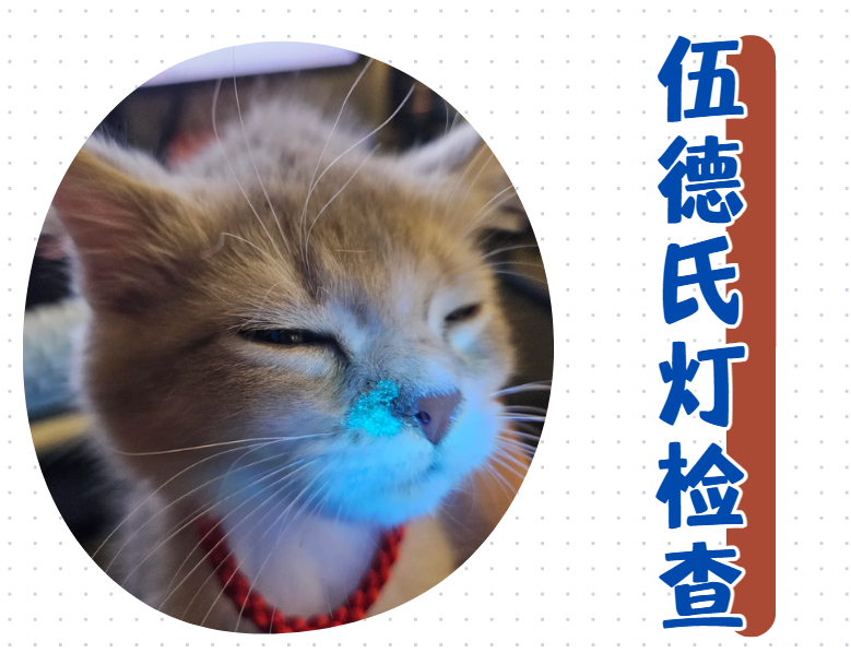 猫为什么反反复复长猫癣？原因竟然是&hellip;&hellip;