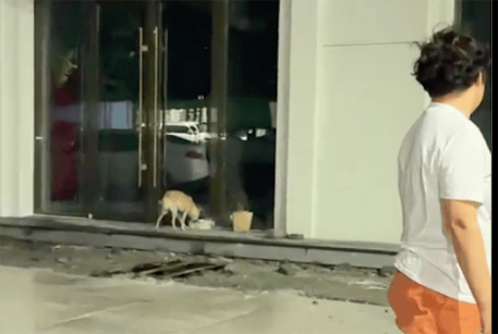 遇到了一只瘦成皮包骨的流浪狗，爸妈拿来月子餐喂它