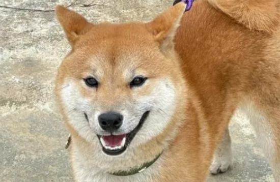 “放任”柴犬咬死猫咪引网友声讨