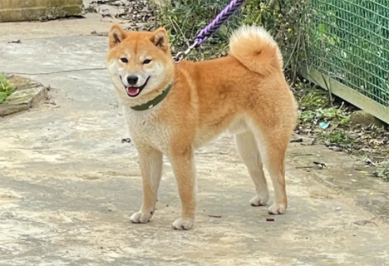 “放任”柴犬咬死猫咪引网友声讨