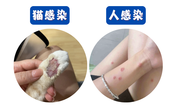 猫咪感染猫癣用什么药浴洗澡？