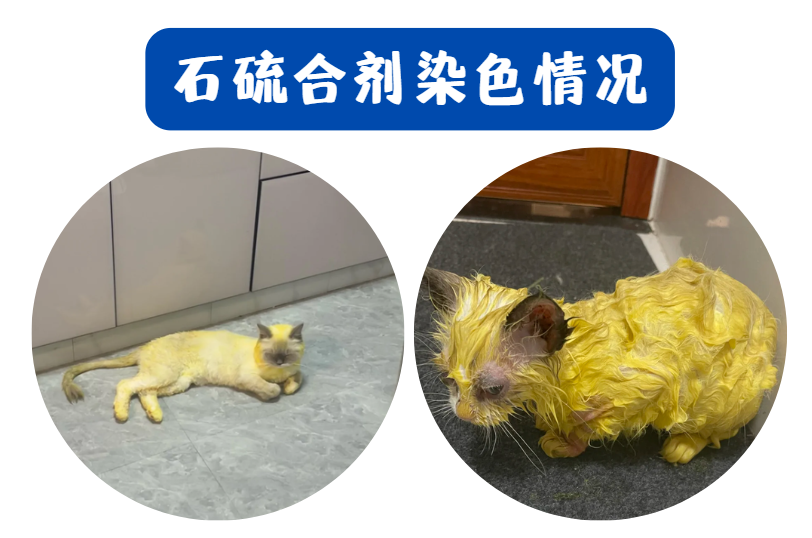 猫咪感染猫癣用什么药浴洗澡？
