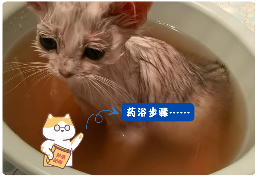 猫咪感染猫癣用什么药浴洗澡？
