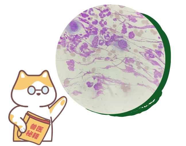 猫癣是什么病菌引起的？怎么治疗？