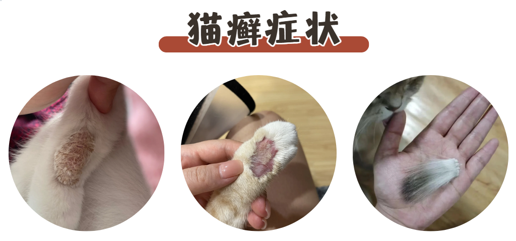 猫咪耳朵后面掉毛是不是猫癣？