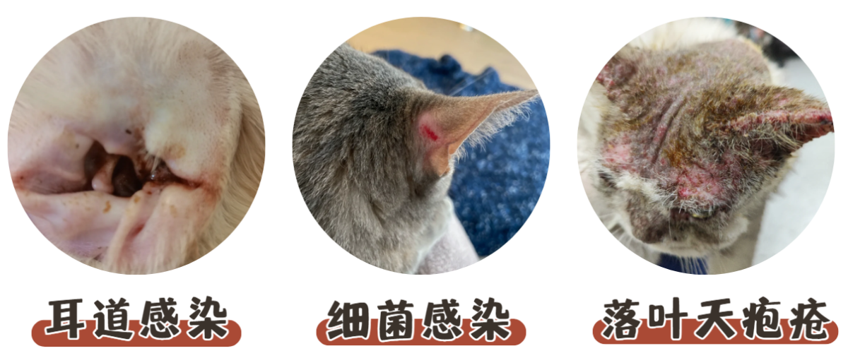 猫咪耳朵后面掉毛是不是猫癣？