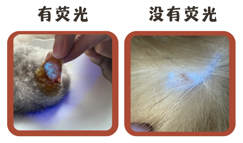 猫咪耳朵后面掉毛是不是猫癣？