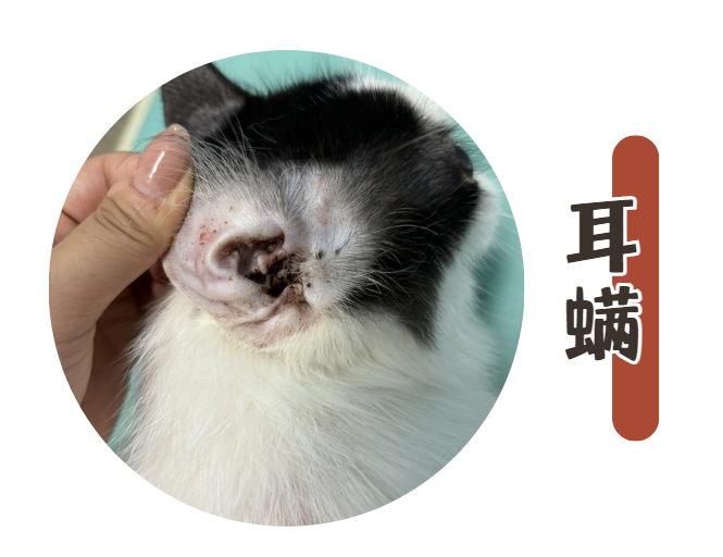 猫咪耳朵后面掉毛是不是猫癣？
