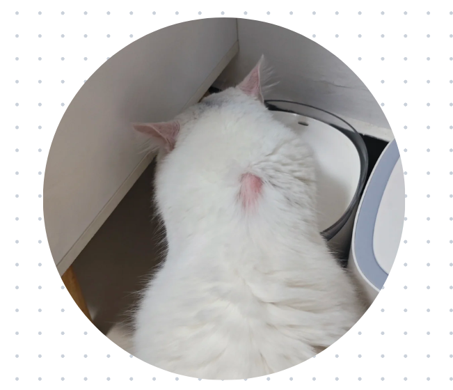 猫咪把脖子上的毛都抓秃了怎么办？