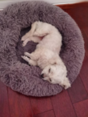 10岁比熊支气管炎用药后缓解