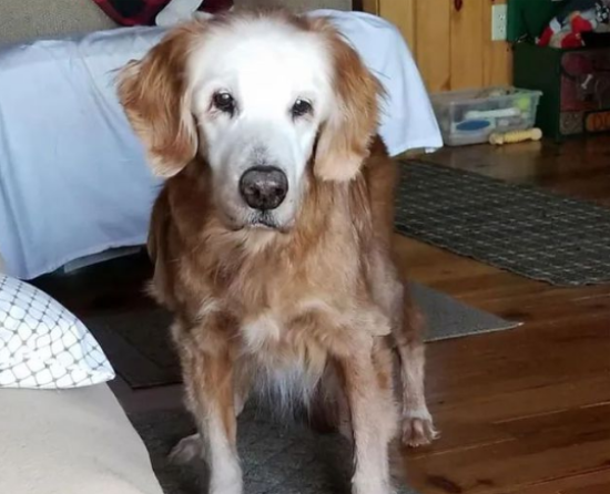 最长寿金毛过20岁生日，惊动了不少网友