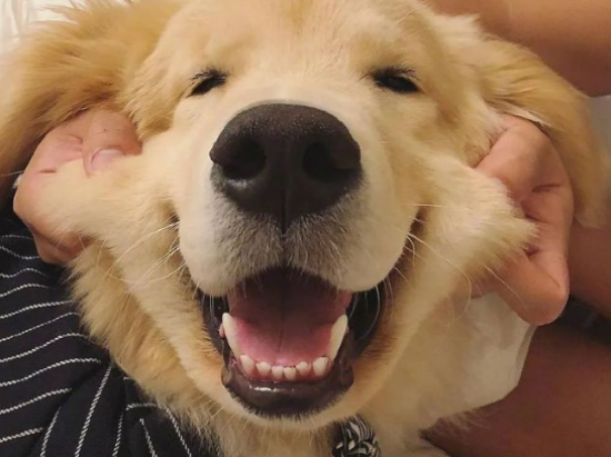 最长寿金毛过20岁生日，惊动了不少网友