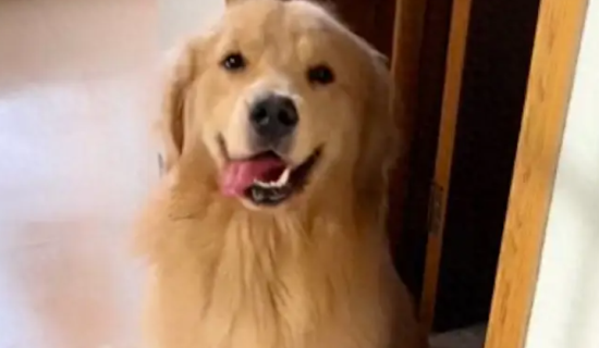 金毛偷跑出去被人卖去沛县，当天就被杀害！