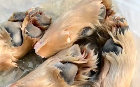 金毛偷跑出去被人卖去沛县，当天就被杀害！