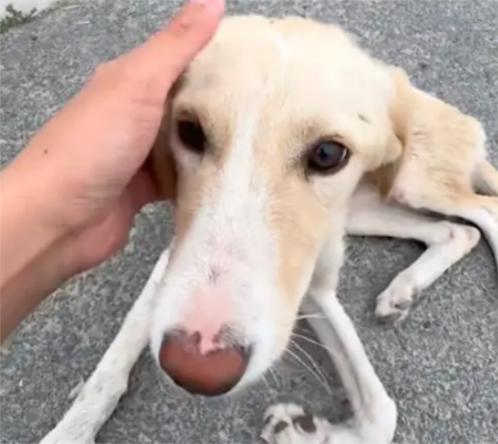 狗狗被车撞伤，主人不要了故意遗弃很远地方，它竟拖着身体又回家